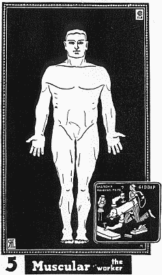 Benedict 1921: full-figure plate for the Muscular type